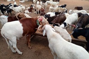 TABASKI/CHERTÉ DE LA VIE: Les moutons presque intouchables sur le marché