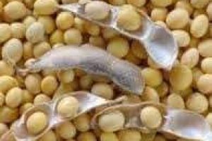 INTERDICTION DE L&rsquo;EXPORTATION DE SOJA GRAIN AU BÉNIN : Le gouvernement fait un rétropédalage