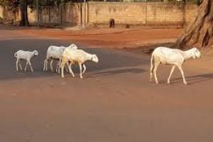 DIVAGATION DES ANIMAUX DANS LES VILLES : Une pagaille que les autorités doivent mettre fin
