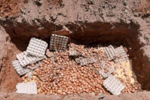 BÉNIN/ SÉCURITÉ ALIMENTAIRE DANS LE BORGOU : 2700 œufs saisis et détruits par le service de contrôle des produits d&rsquo;origine animale