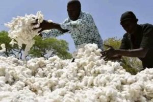 BÉNIN/CAMPAGNE COTONNIÈRE 2023-2024 : Le gouvernement appuie les producteurs avec 30 milliards de FCFA