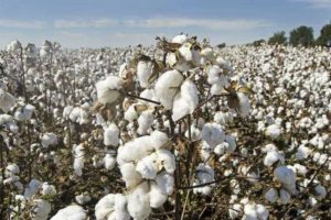 TOURNÉE CONJOINTE MAEP-AIC-IRC : Les cotonculteurs de Sonsoro, Kandi et Bembéréké déterminés à produire davantage le Coton