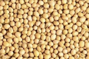 CAMPAGNE DE COMMERCIALISATION DU SOJA 2023-2024 : Le gouvernement prend plusieurs mesures au profit des producteurs