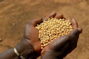 INTERDICTION D&rsquo;EXPORTATION DU SOJA GRAIN ET DES NOIX DE CAJOU AU BÉNIN: La mesure en vigueur depuis ce 1er avril 2024