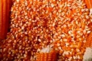 FLAMBÉE DES PRIX DU MAÏS SUR LE MARCHÉ : Les consommateurs béninois en détresse !