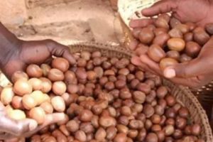 AMANDES DE KARITÉ AU BÉNIN : La campagne de commercialisation 2024-2025 lancée