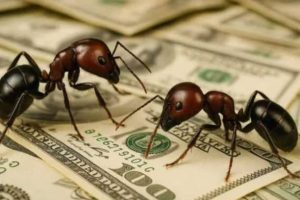 AFFAIRE SURPRENANTE AU KENYA : Quatre individus interpellés pour trafic de fourmis