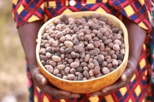 PRODUCTION ET COMMERCIALISATION DE NOIX DE KARITÉ AU BÉNIN: Une filière menacée, des millions de femmes en danger