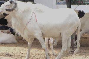 TABASKI À PARAKOU : La flambée du prix des moutons jette un froid sur la fête