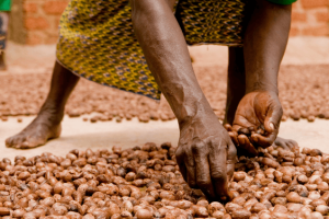 BÉNIN/EXPORTATION DU KARITÉ : Les impacts d&rsquo;une éventuelle restriction sur les femmes rurales collectrices