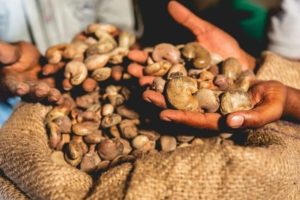 CAMPAGNE ANACARDE 2025-2026 AU BÉNIN : Un cadre de commercialisation fixé par le gouvernement