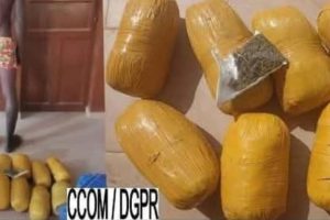 LUTTE CONTRE LES TRAFICS ILLICITES : Un orpailleur intercepté à Ouaké avec des boules de chanvre indien