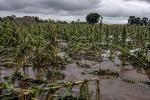 EXCÈS DE PLUIE À TOUCOUNTOUNA : Plusieurs hectares de champs d&rsquo;ignames et de maïs détruits