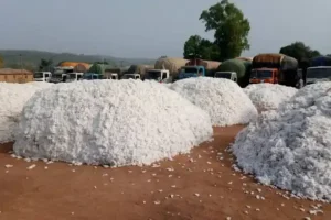 PRODUCTION DE COTON EN AFRIQUE DE L’OUEST : Le Bénin ravit la première place au Mali